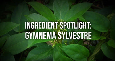 Ingredient Spotlight: Gymnema Sylvestre