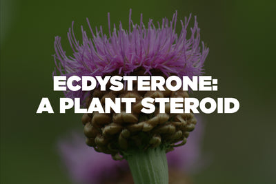 Ecdysterone: A Plant Steroid