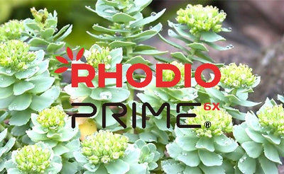 Control Stress and Increase Performance with RhodioPrime® Rhodiola Extract